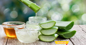 Aloe Vera Benefits, Uses, Side Effects